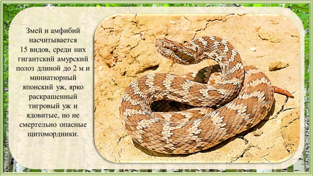 Японский полоз красная книга
