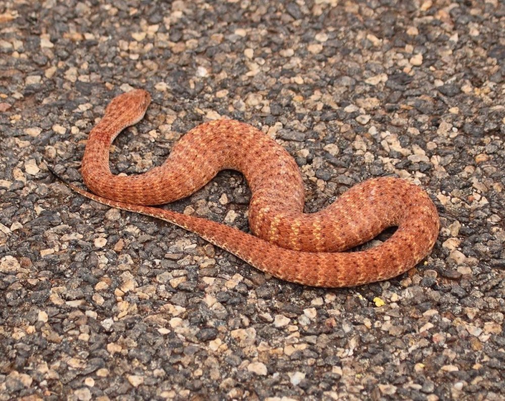 Acanthophis Pyrrhus