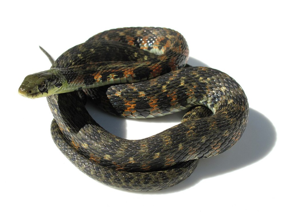 Тигровый уж Rhabdophis tigrinus