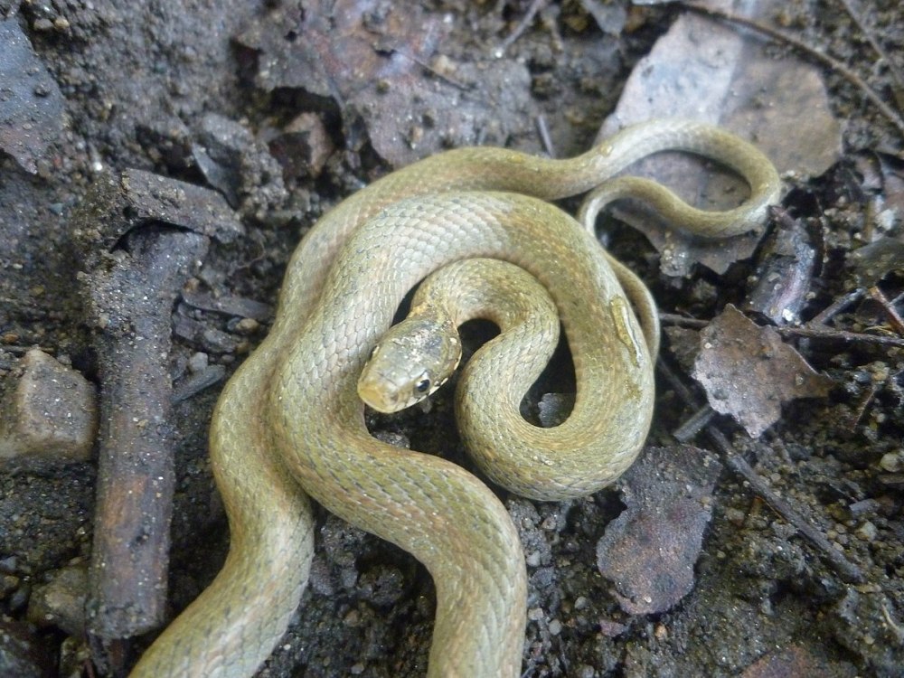 Amphiesma vibakari