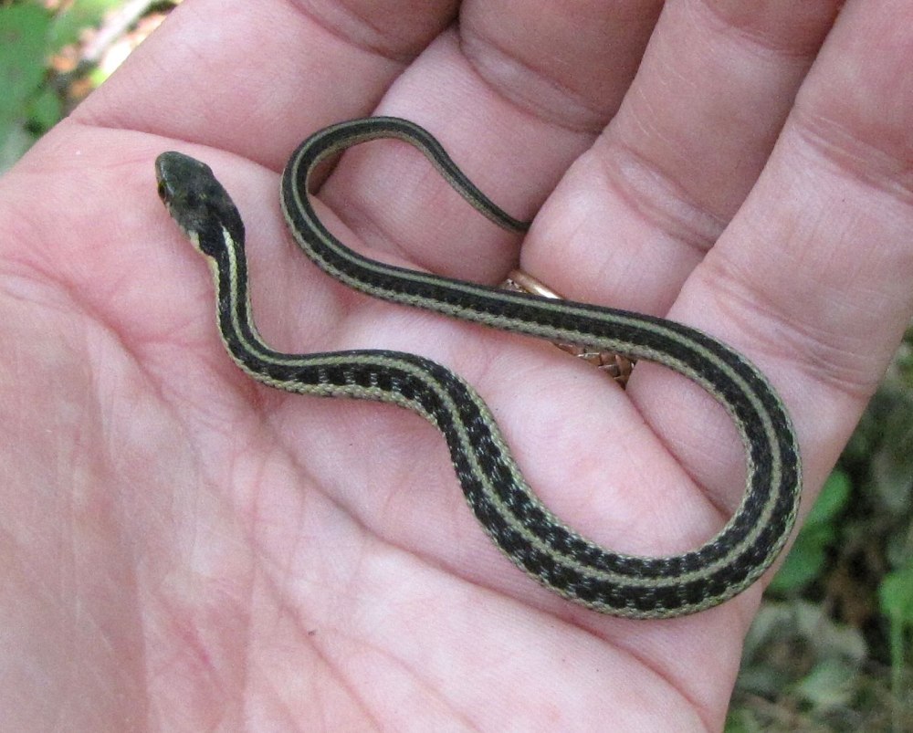 Amphiesma vibakari