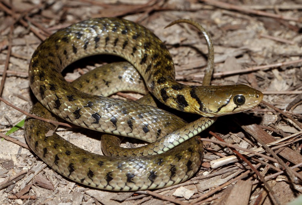 Xenochrophis Piscator