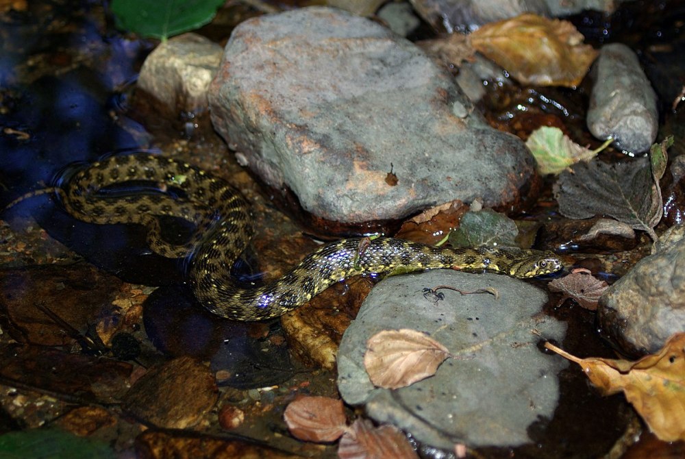 Natrix Maura