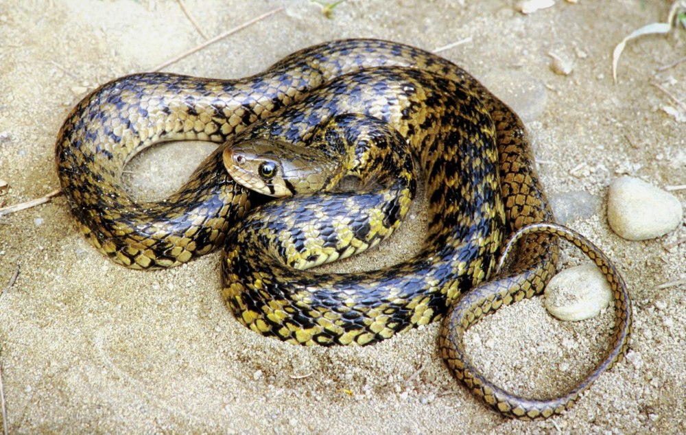 Уж-рыболов (Xenochrophis Piscator)