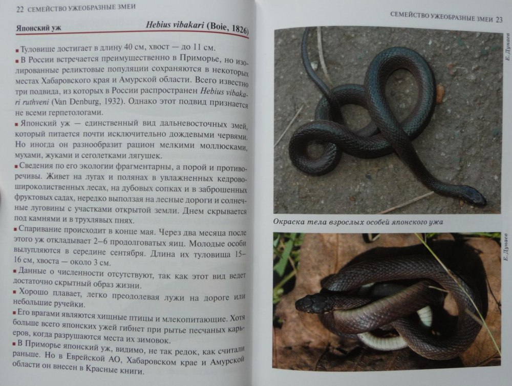 Я змея книга