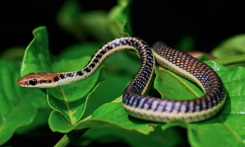 Блестящий древесный уж (Dendrelaphis pictus)