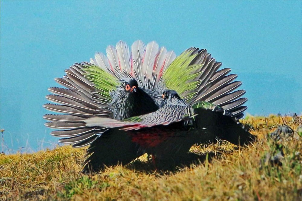 Ithaginis cruentus