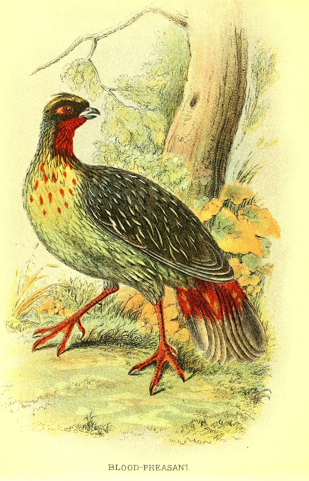 Blood Pheasant