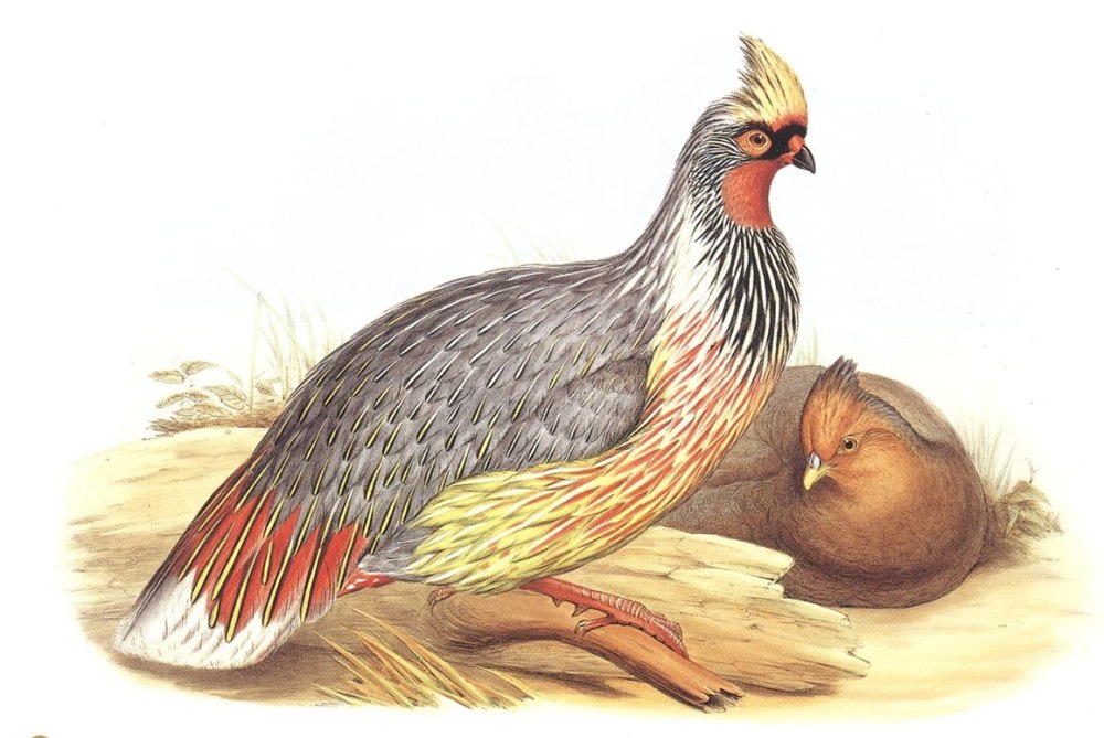 John Gould фазаны
