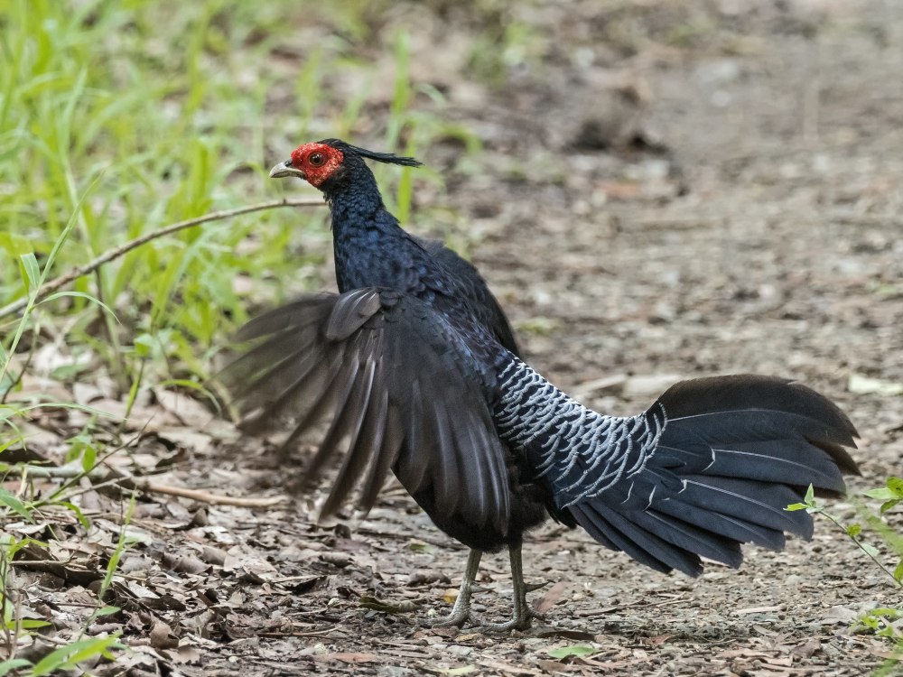 Himalayan Kalij Pheasant (Lophura leucomelanos)