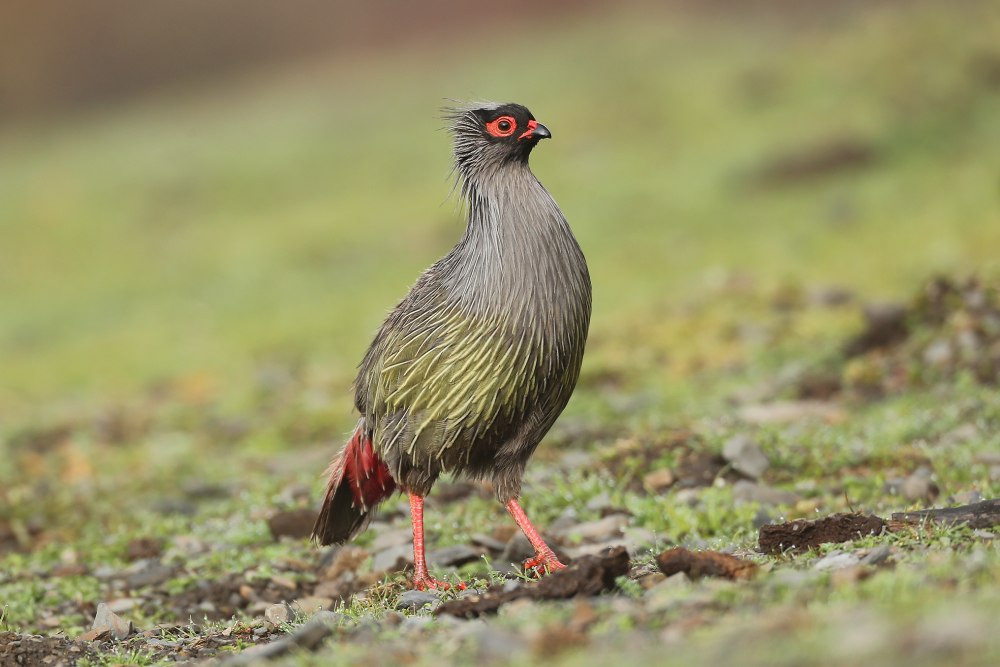 Blood Pheasant