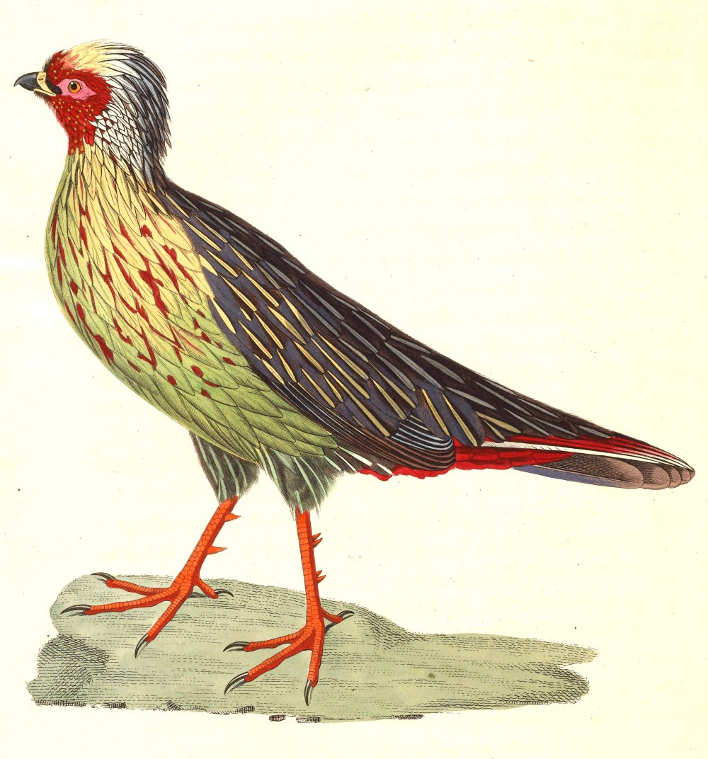 Ithaginis cruentus