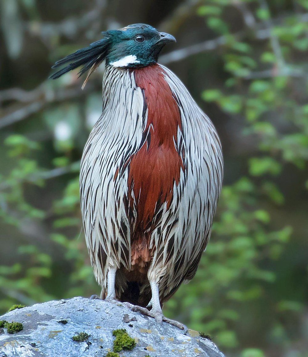 Koklass Pheasant...a very rare sighted Bird @Pangot Uttarakhand India
