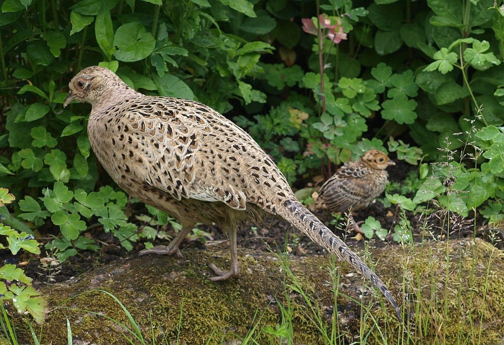 Королевский фазан самка