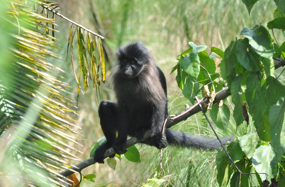 Lophocebus albigena