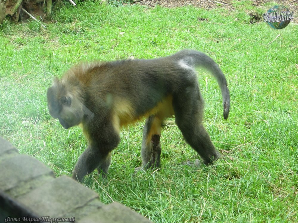 Golden Belled mangabey
