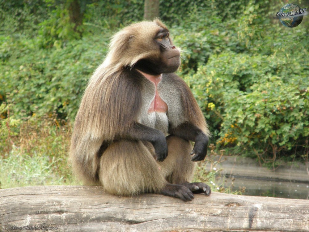 Гелада Theropithecus