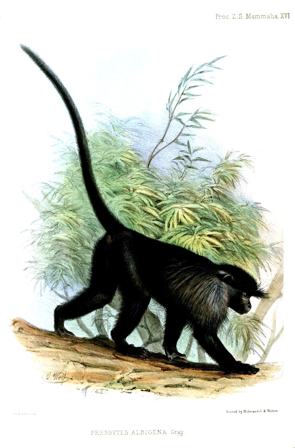 Lophocebus albigena