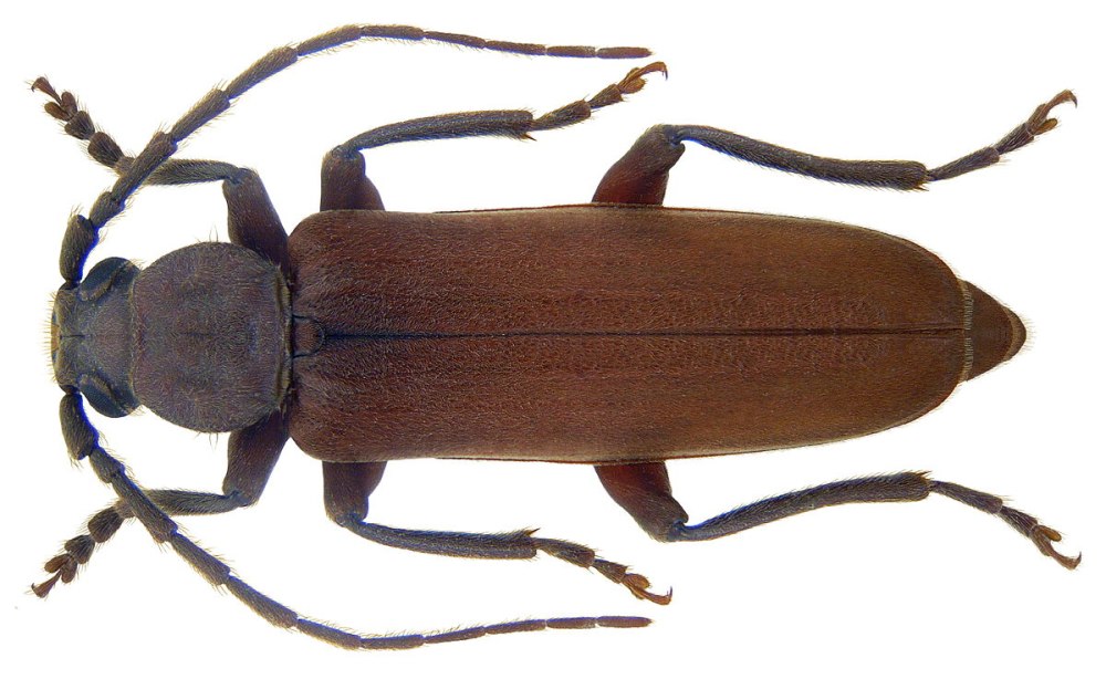 Жук Arhopalus
