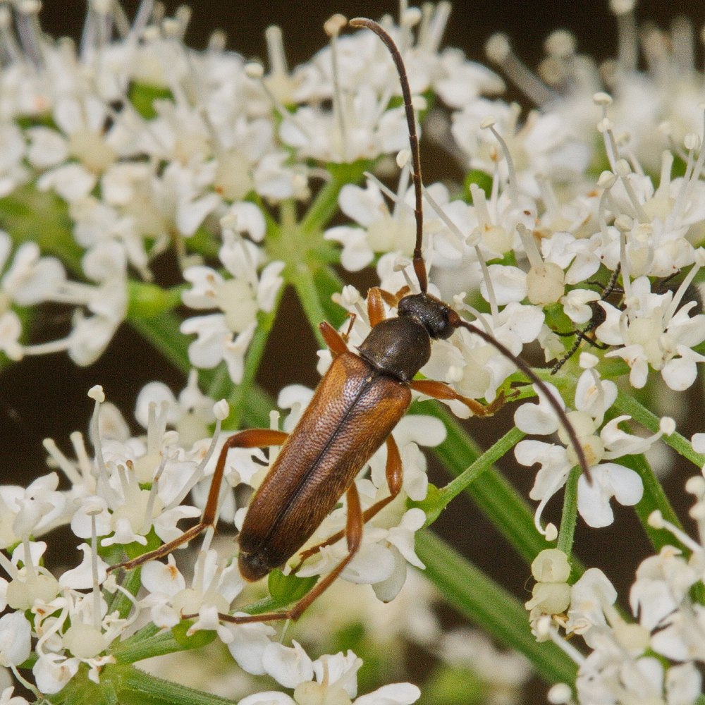 Alosterna tabacicolor