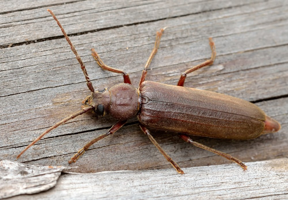 Arhopalus Rusticus усач бурый Сосновый