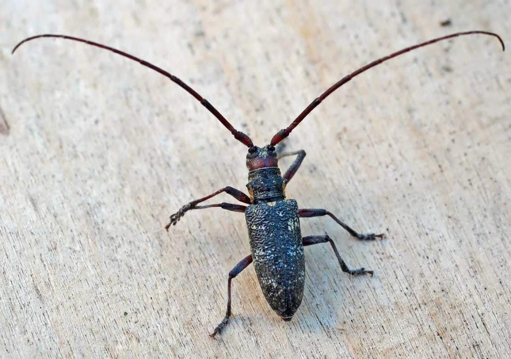 Жук Monochamus Sutor