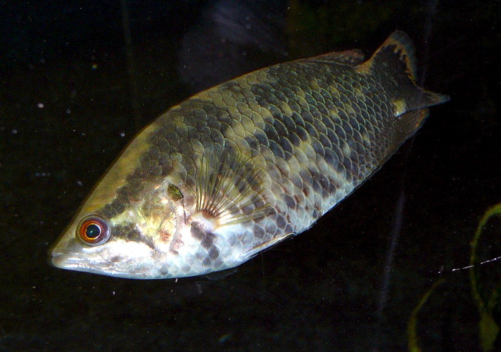 Лабиринтовые рыбы Anabantidae