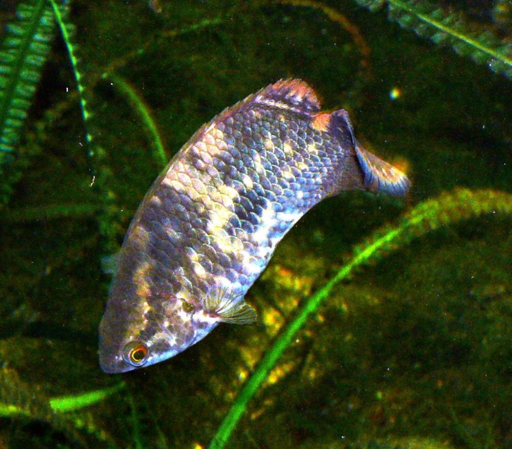 Ctenopoma kingsleyae
