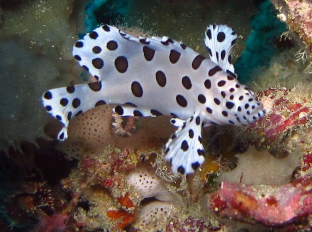 Cromileptes altivelis
