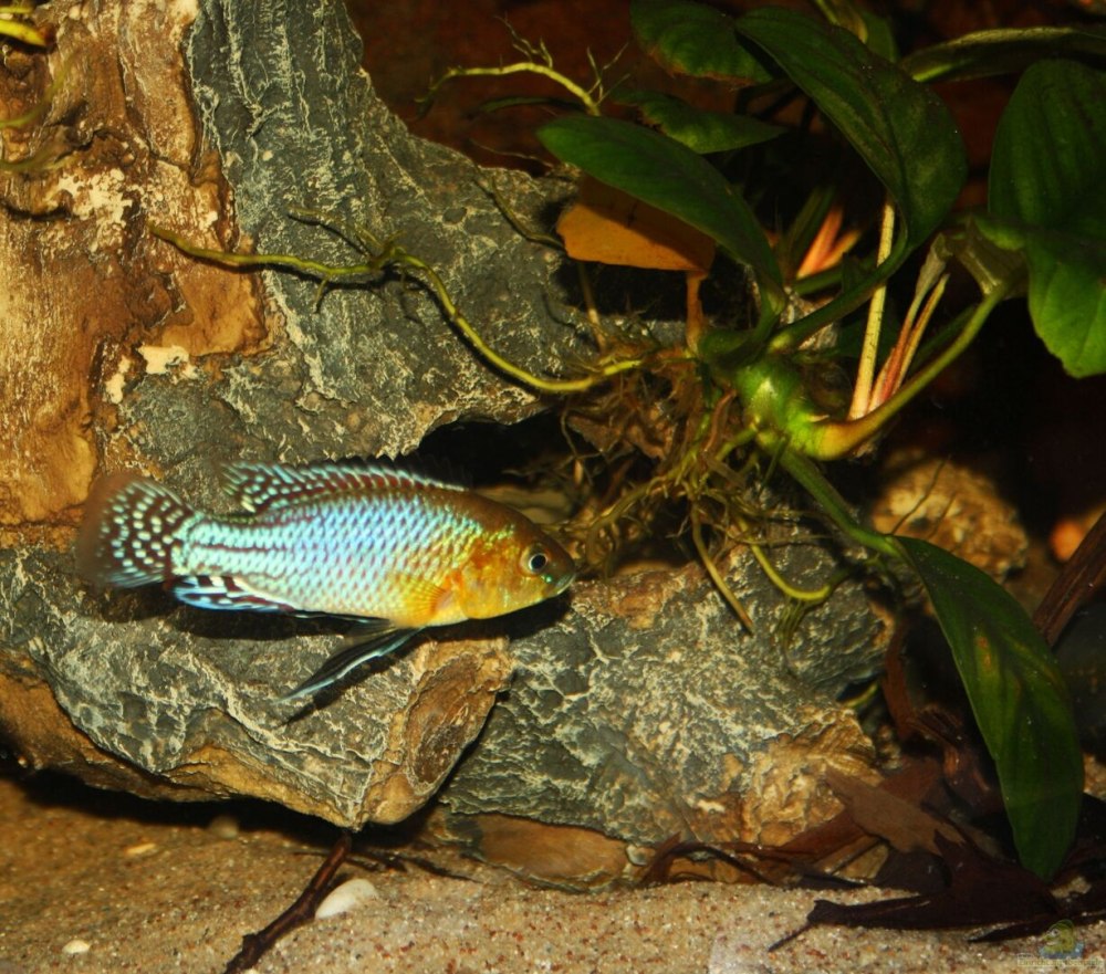 Pseudocrenilabrus nicholsi