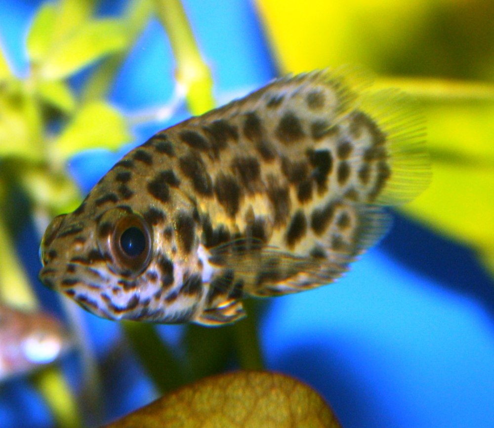 Ктенопома леопардовая (Ctenopoma acutirostre)