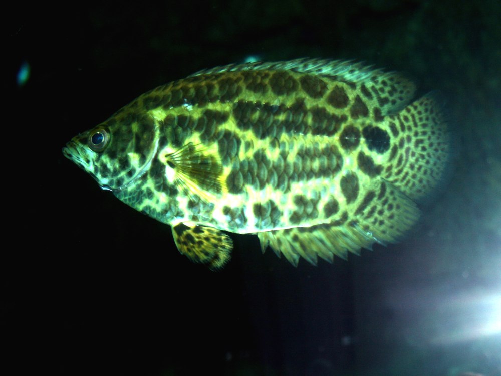 Ктенопома леопардовая (Ctenopoma acutirostre)