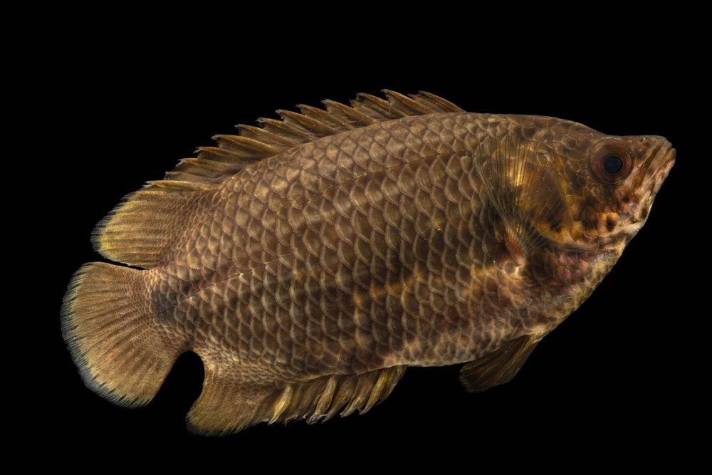 Ctenopoma kingsleyae