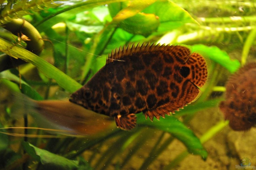 Ctenopoma acutirostre