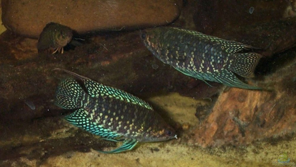 Ctenopoma fasciolatum