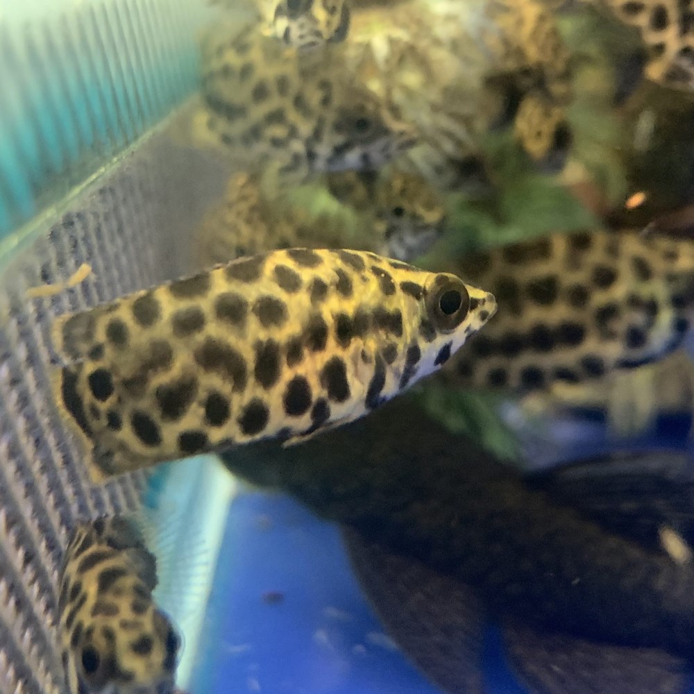 Ктенопома леопардовая (Ctenopoma acutirostre)