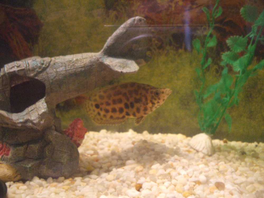 Sternotherus odoratus в аквариуме с рыбками