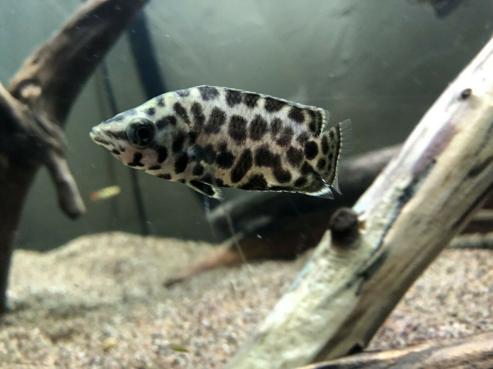 Leopard Bush Fish