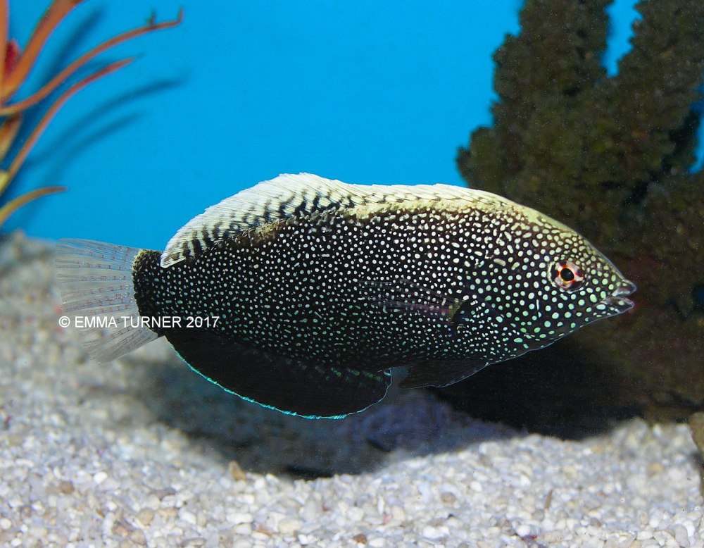Macropharyngodon negrosensis