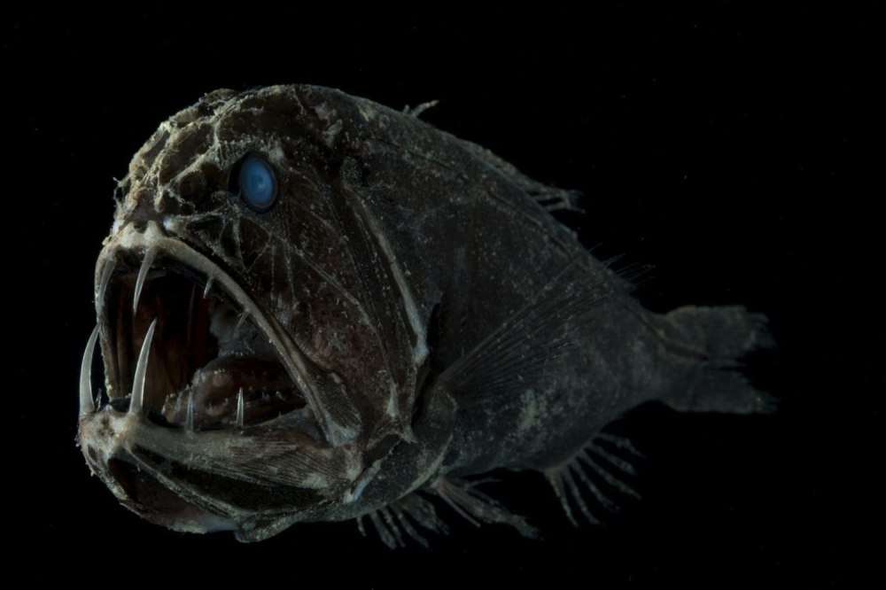 Длиннорогий Саблезуб (Anoplogaster cornuta)