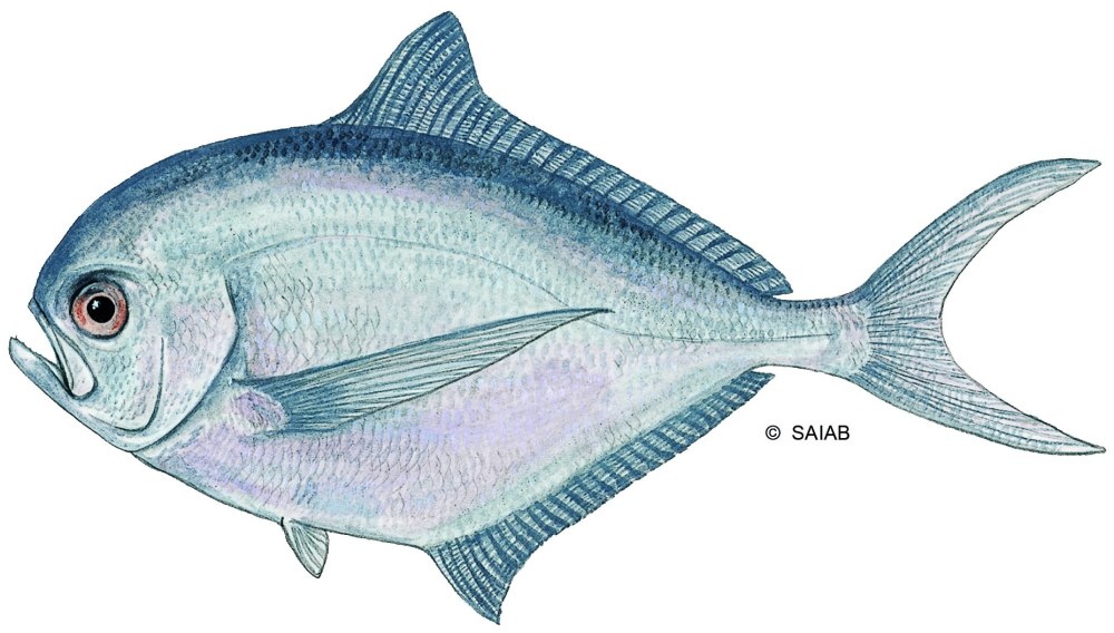 Лещ Балтийский морской