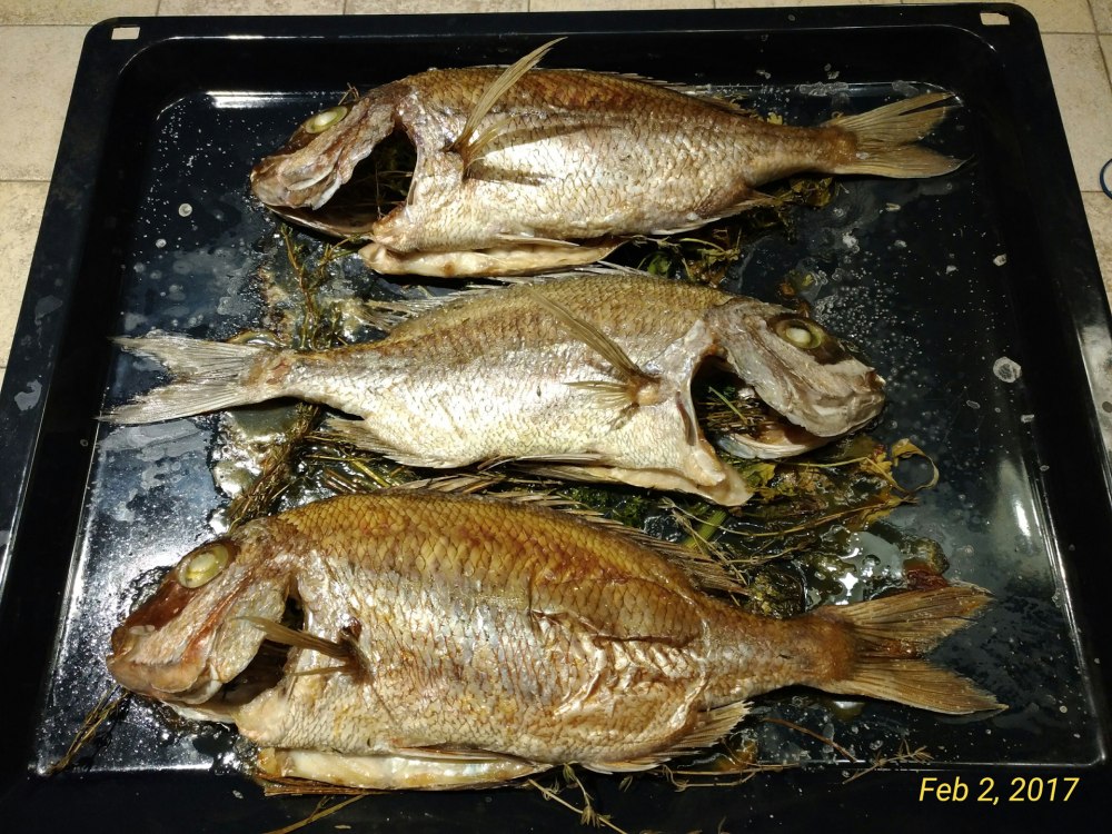 Лещ морской Калининград