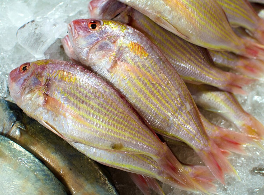 Морской золотой лещ