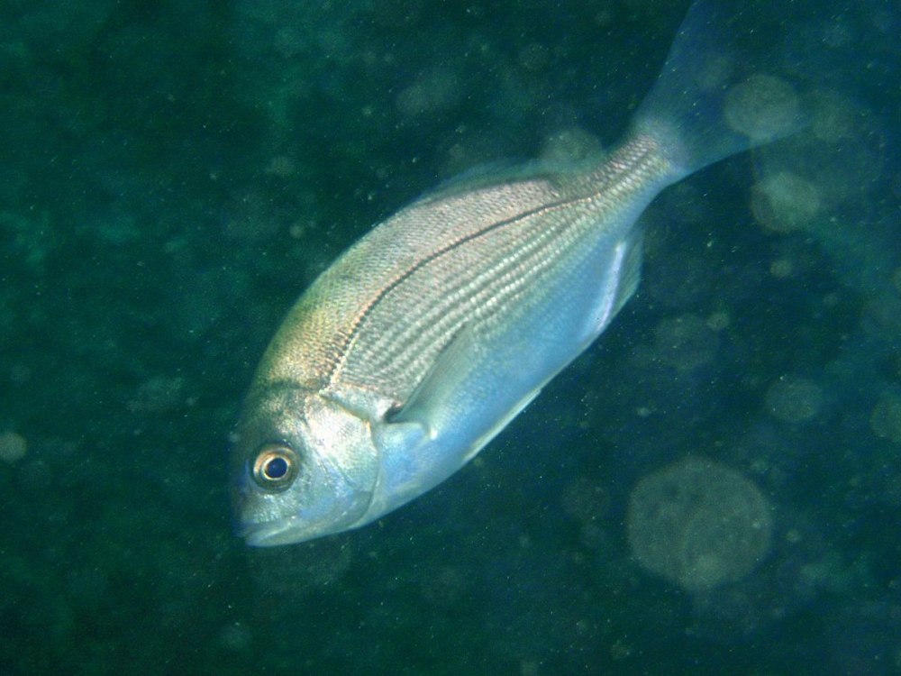 Морской лещ рыба
