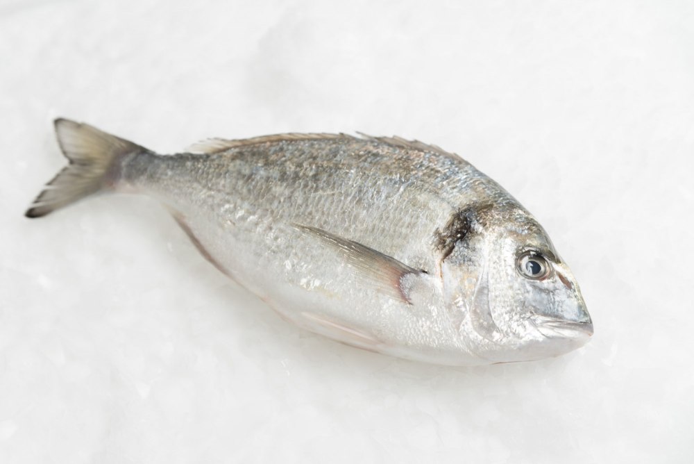 Мурманский морской лещ