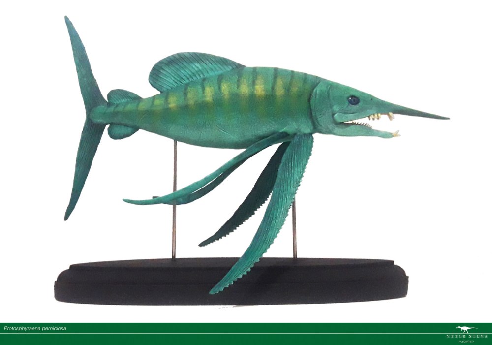 Protosphyraena nitida