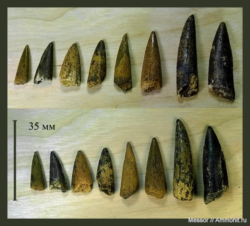 Зубы костных рыб Protosphyraena и ichthyodectiformes