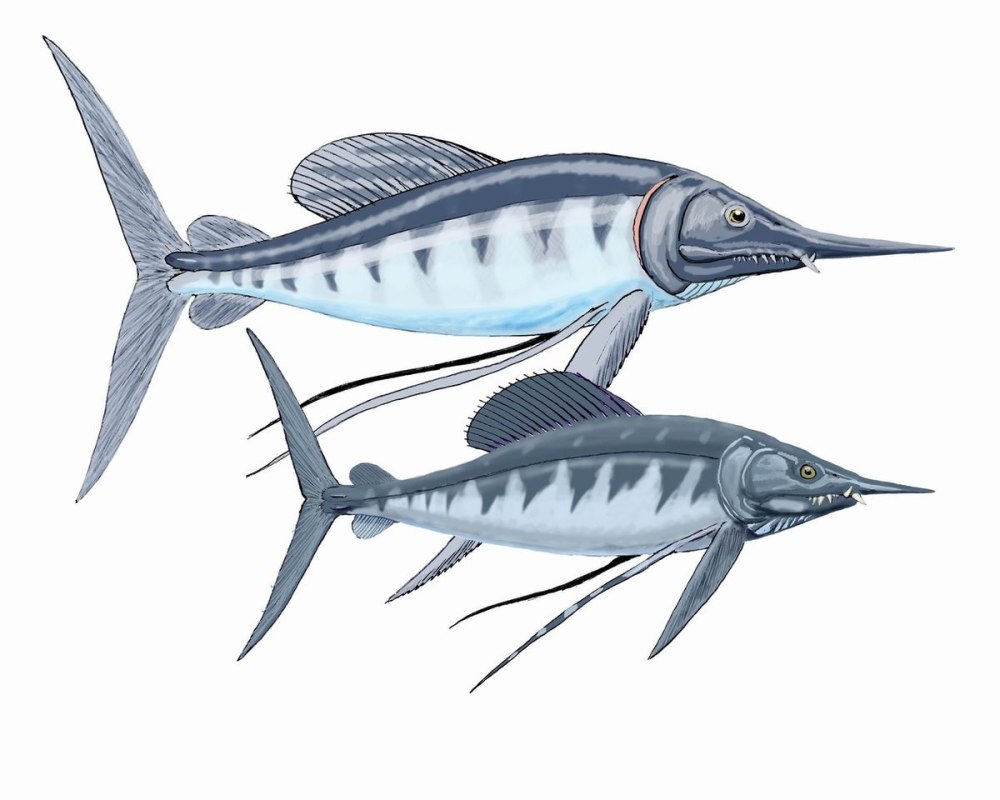 Рыба Протосфирена