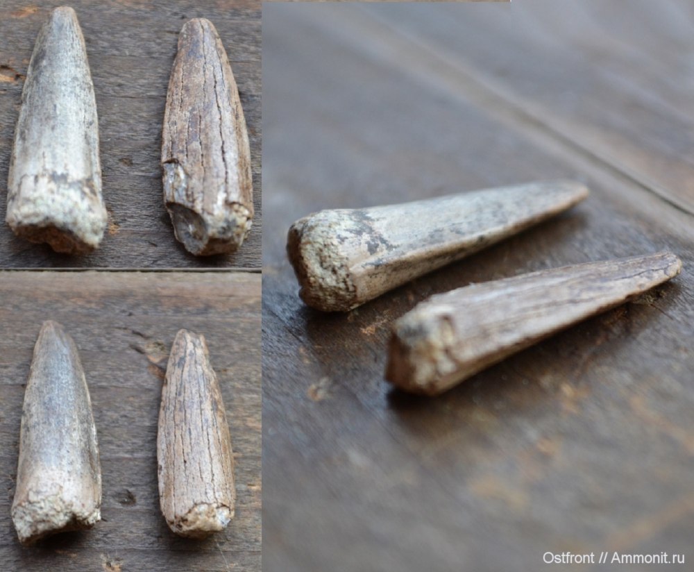 Зубы ископаемой рыбы Xiphactinus