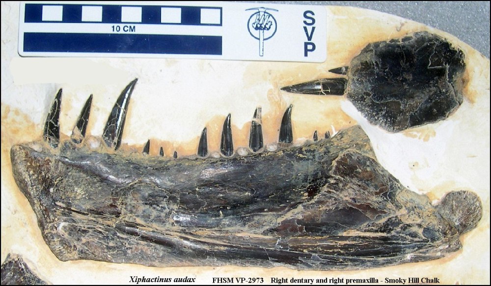 Зубы ископаемой рыбы Xiphactinus